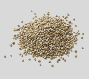 pearl millet Pearl Millet (Bajra)