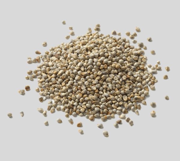 pearl millet Pearl Millet (Bajra)